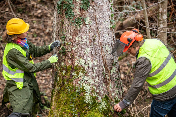 Best Tree Removal  in Marshville, NC