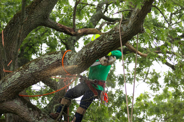 How Our Tree Care Process Works  in  Marshville, NC